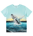 Molo T-shirt - Frame - Whale Jump