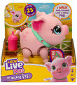 Little Live Pets - My Walking Pig