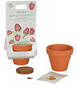 Little Dutch Potty w. Seeds - Strawberry