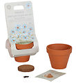 Little Dutch Potty w. Seeds - Forget-me-not