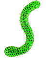 Keycraft Speelgoed - Beadz levend Snake - Groen