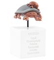 Kids by Friis Moneybox - 6x6x11 cm - Cancer