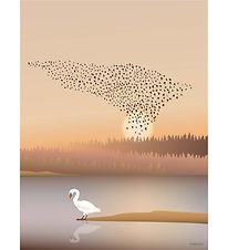 Vissevasse Poster - 50x70 cm - Murmuration