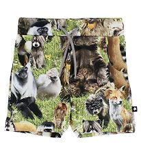 Molo Shorts - Simroy - Hairy Animals