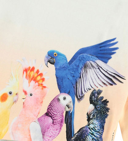 Molo Blouse - Reniza - Group Of Parrots