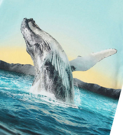 Molo T-shirt - Frame - Whale Jump