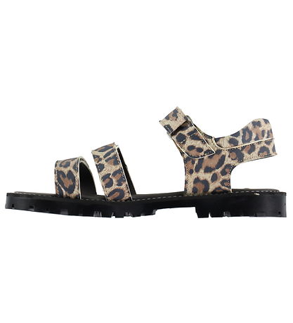 Angulus Sandalar - Leopard