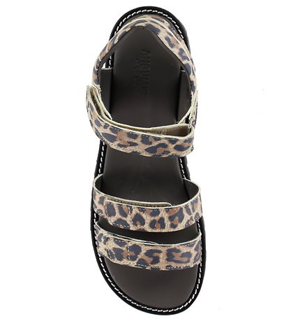 Angulus Sandalar - Leopard