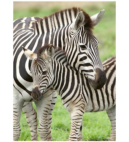 Ravensburger Puzzle - 300 Pieces - Zebra