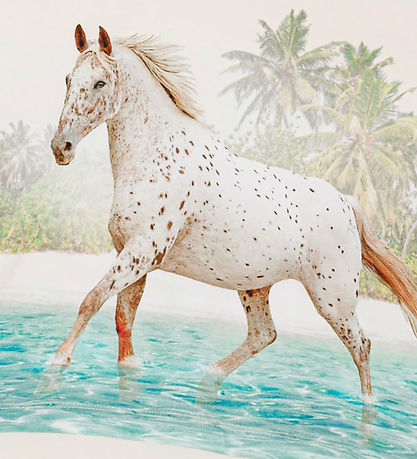Molo Stuttermabolur - Raeesa - Horse á ströndinni