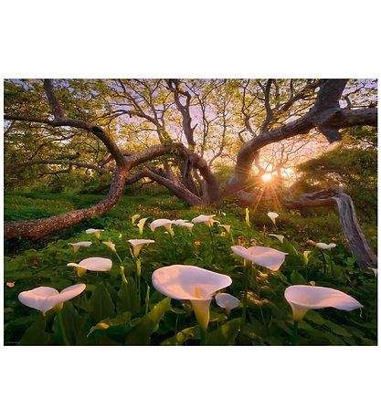 Heye Puzzle - Calla Clearing - 1000 pcs