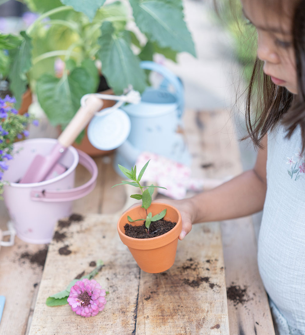 Little Dutch Potty w. Seeds - Forget-me-not