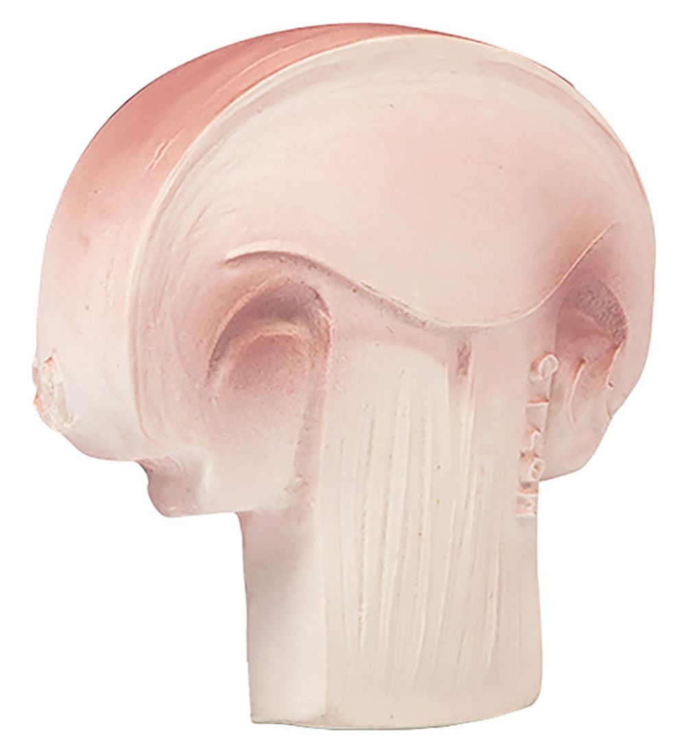 Oli & Carol Teether - Natural Rubber - Manolo the Mushroom