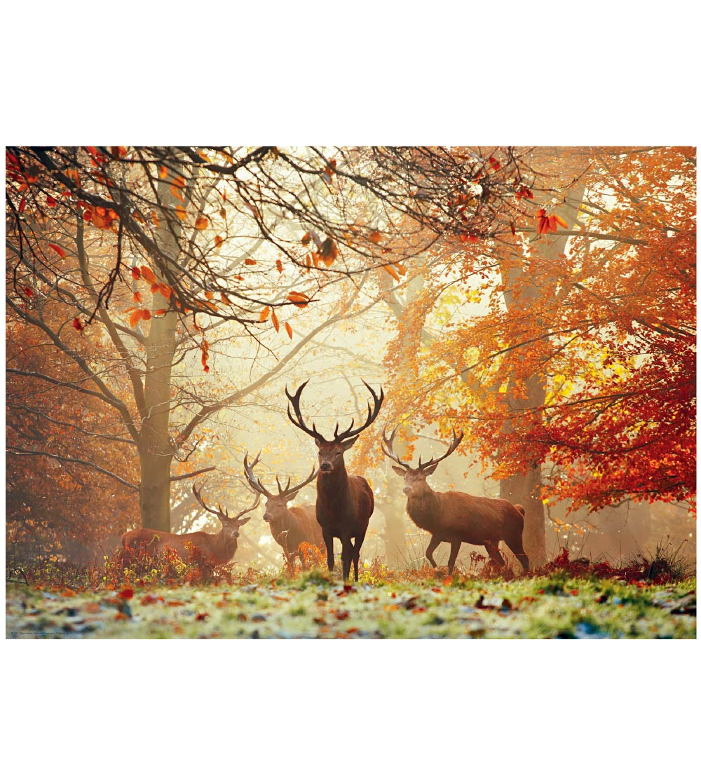 Heye Puzzle - Stags - 1000 pcs