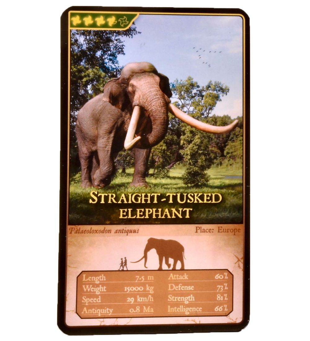 EoFauna - 12.5 x 24 cm - Straight tusk Elephant