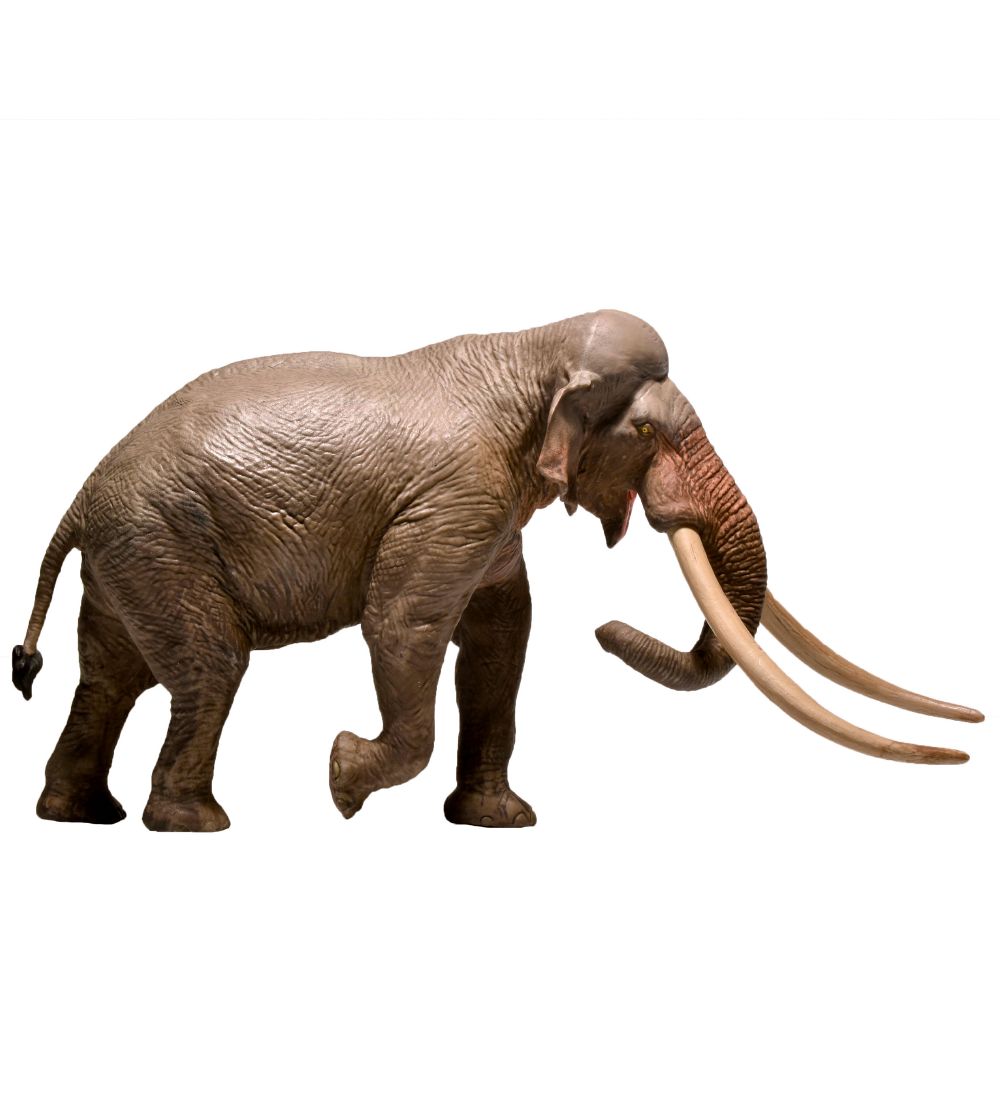 EoFauna - 12.5 x 24 cm - Straight tusk Elephant