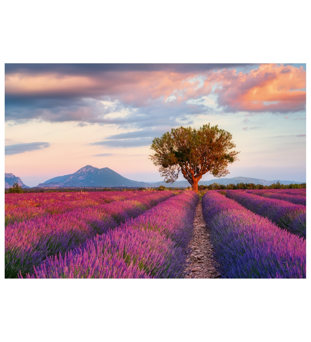 Ravensburger Puzzle - 1000 Pieces - Lavender Fields